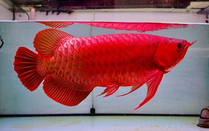 Manfaat dan Keindahan Ikan Arwana: Mengenal Spesies dan Varian Populer